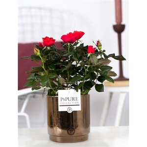 Rosa red in P&PURE Juliette ceramics goldbronze