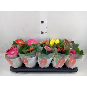 Gerbera  'Colourgame'   ...mix