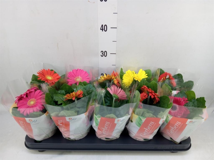 <h4>Gerbera  'Colourgame'   ...mix</h4>