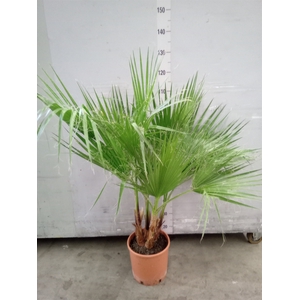 Washingtonia filifera