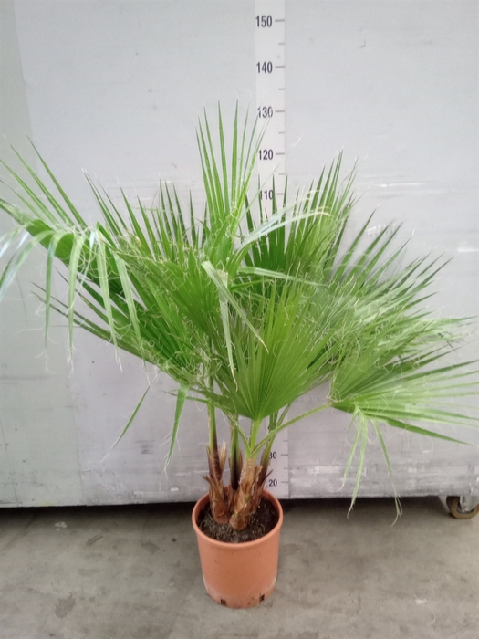 Washingtonia filifera