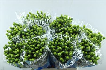 <h4>Hyp Coco Bamboo</h4>