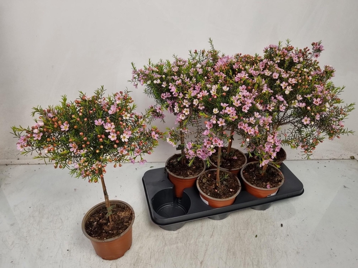 <h4>CHAMEL U OV</h4>