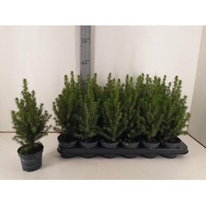 PICEA GL PERFECTA
