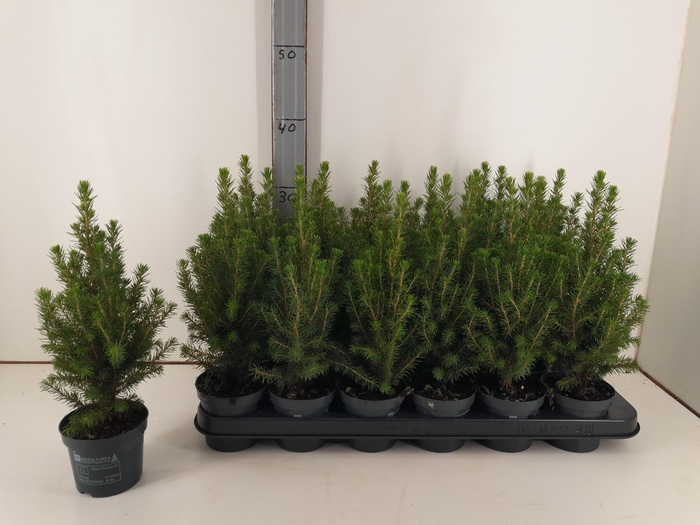 <h4>PICEA GL PERFECTA</h4>