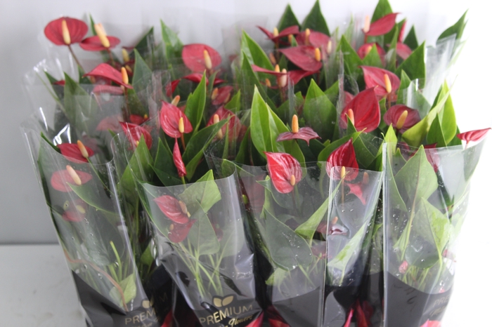 <h4>ANTHURIUM MINI MILLION FLOWERS P09</h4>