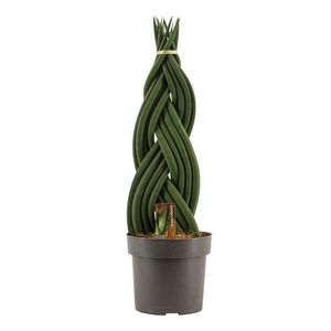 Sansevieria cylindrica 17 cm braid