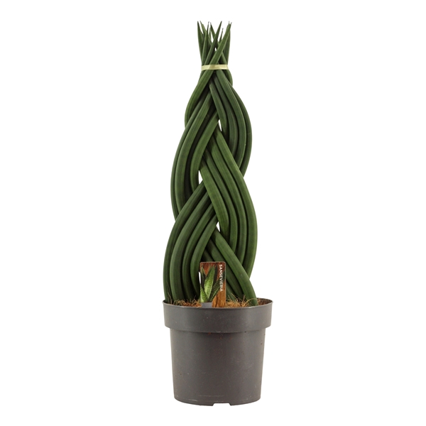 <h4>Sansevieria cylindrica 17 cm braid</h4>