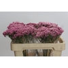 Ozothamnus Booming Pink