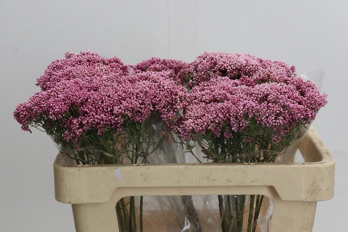 <h4>Ozothamnus Booming Pink</h4>
