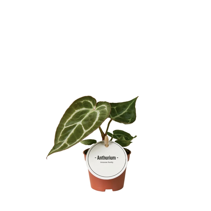 Anthurium blad