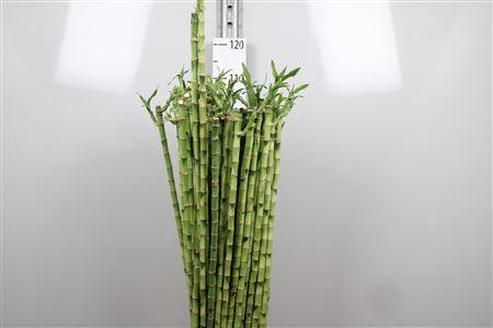 Drac Lucky Bamboo 100cm