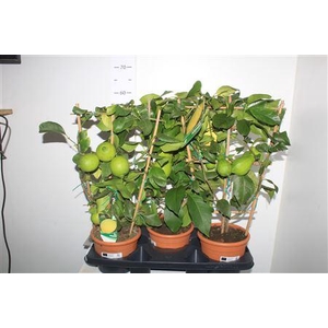 Citr Limon 3+