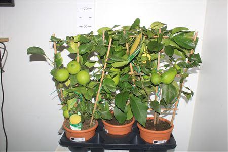 <h4>Citr Limon 3+</h4>