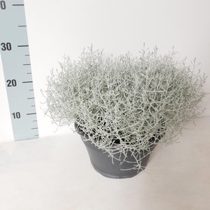 LEUCOPH WHIMSY SILVE