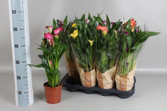 <h4>ZANT GEM 6 KL</h4>