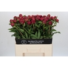 Paeonia Paul M. Wild