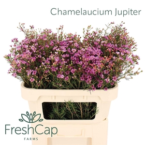 Chamelaucium Jupiter