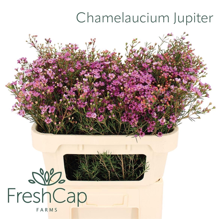 <h4>Chamelaucium Jupiter</h4>