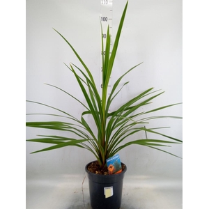 Cordyline indivisa 'Peko'