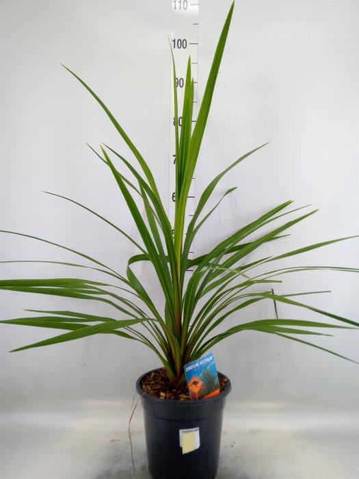 <h4>Cordyline indivisa 'Peko'</h4>