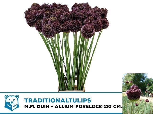 <h4>ALLIUM FORELOCK</h4>
