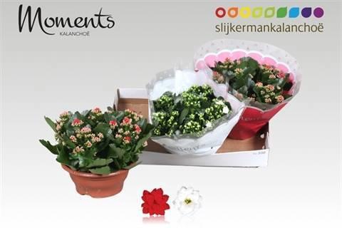 <h4>KAL GE GEM 2 KL</h4>