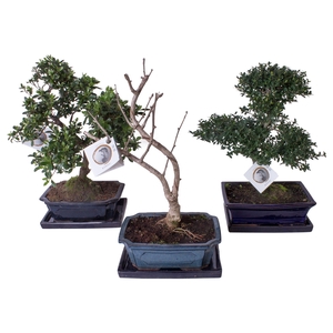 Outdoor Bonsai Mixed pot ø25cm with Saucer