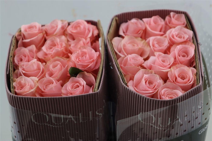 <h4>R Gr Be Sweet</h4>