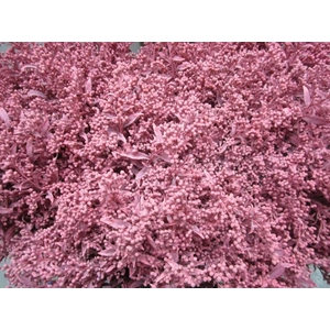 Solidago Rose