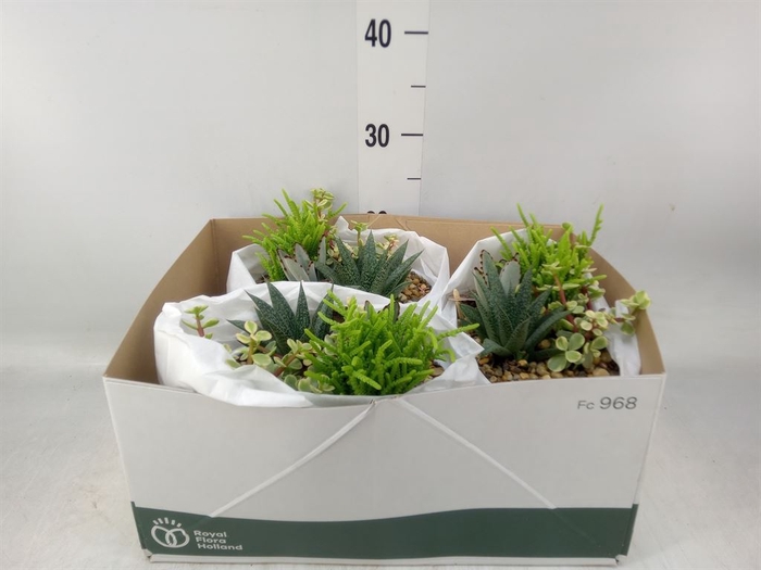 <h4>Arr.  Succulents L%</h4>