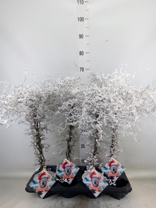 <h4>Corokia cotoneaster</h4>