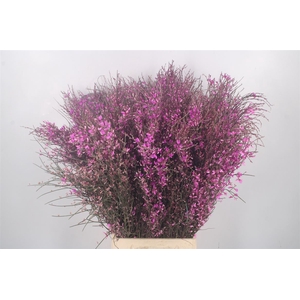 Ginster Lilac Per Bunch