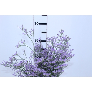LIMONIUM 070 CM LILAS