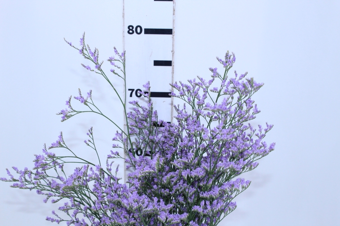 LIMONIUM 070 CM LILAS