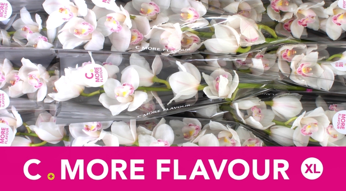 <h4>CYMB T KILIMANJARO</h4>