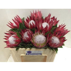 Protea Madiba