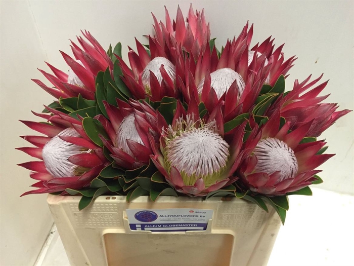 Protea Madiba