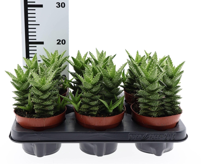 <h4>Aloe squarrosa</h4>
