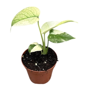 Monstera Mint