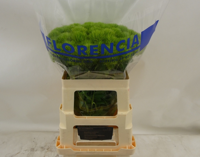 <h4>DI BARB GREEN TRICK</h4>