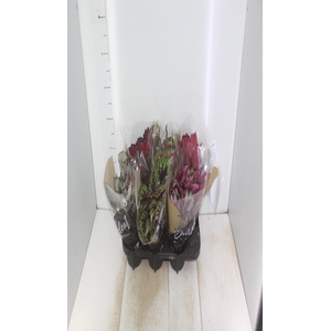 BEGONIA BELEAF P15 PO