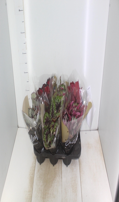 <h4>BEGONIA BELEAF P15 PO</h4>