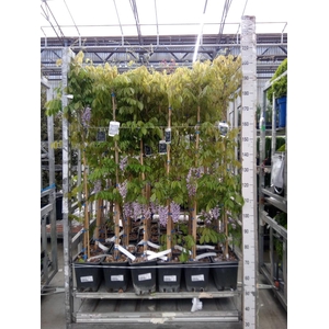 Wisteria sinensis 'Prolific'