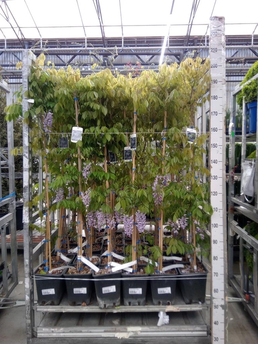 <h4>Wisteria sinensis 'Prolific'</h4>