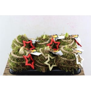 Arr Hipp Mosbol Sterren Mix Mo-04