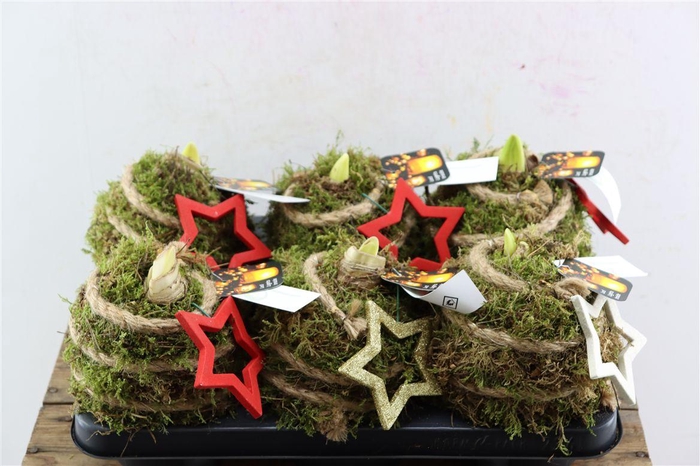 <h4>Arr Hipp Mosbol Sterren Mix Mo-04</h4>