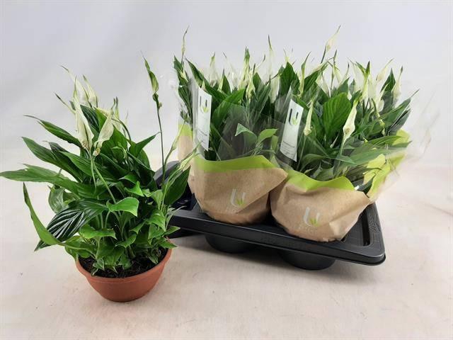 <h4>SPATH CHOPIN</h4>