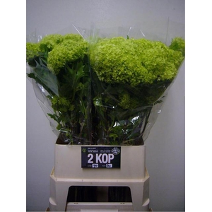 Viburnum op Roseum L9