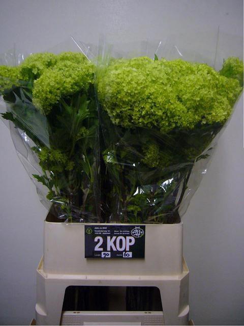 <h4>Viburnum op Roseum L9</h4>